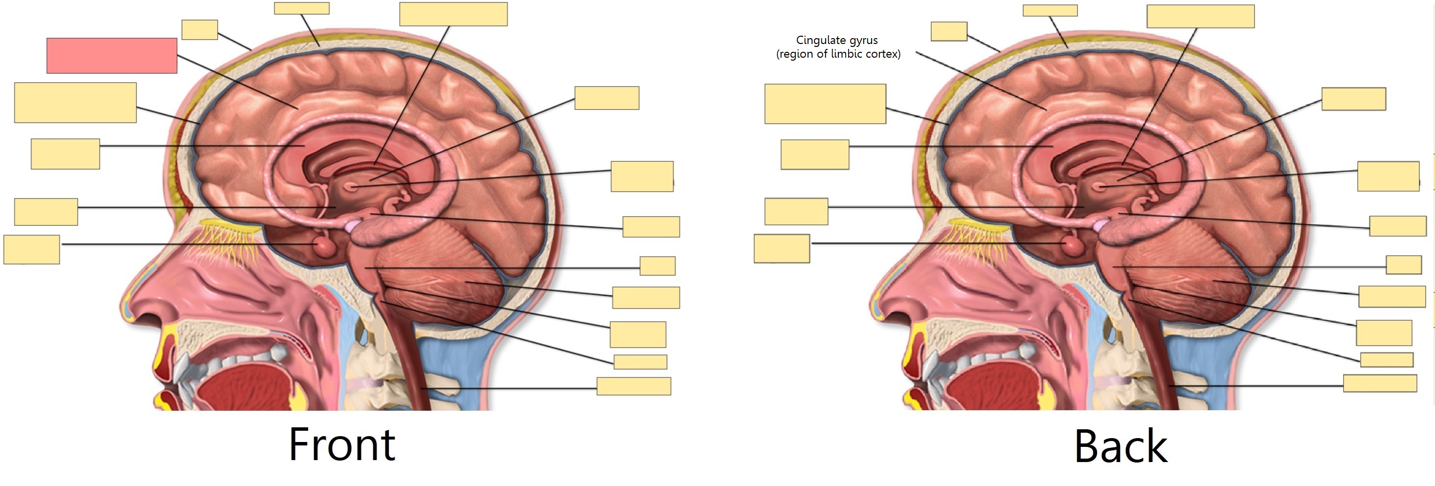 Image Occlusion